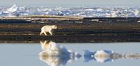 See Polar Bear in Spitsbergen in Spring